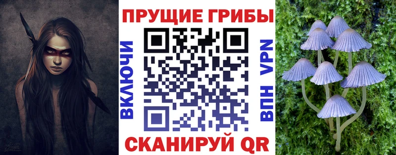 Псилоцибиновые грибы Psilocybe  купить   Елабуга 